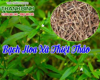Mua bán bạch hoa xà thiệt thảo tại quận 1 hỗ trợ và điều trị bệnh ung thư