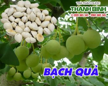 Mua bán bạch quả tại quận 12 điều trị chứng ngủ gật rất tốt
