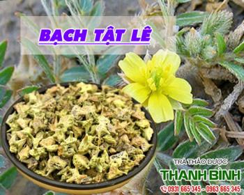 Mua bán bạch tật lê tại quận 3 dùng để chữa đau nhức mắt