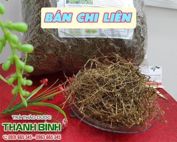 Mua bán bán chi liên ở quận tân phú có thể giúp cầm máu rất tốt