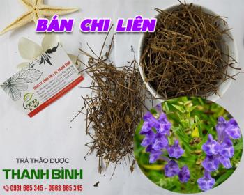 Cách sử dụng bán chi liên trong chữa bệnh ung thư hiệu quả nhất