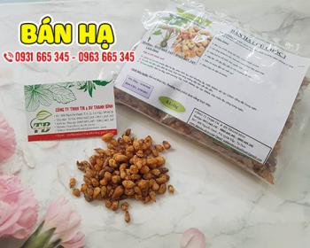 Công dụng của bán hạ trong việc chữa ho và buồn nôn