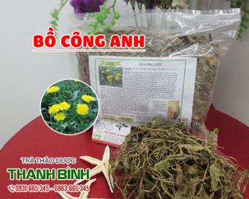 Mua bán bồ công anh tại huyện mỹ đức chữa viêm loét dạ dày tá tràng