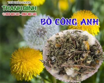 Mua bán bồ công anh ở quận phú nhuận sẽ giúp giảm ngứa rát và khí hư