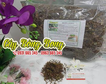 Cây bòng bong leo thảo dược thanh bình tốt cho hệ tiết niệu
