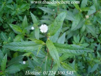 Mua bán cây cỏ mực ( cây nhọ nồi ) tại quận 12 giúp chữa rong kinh băng huyết