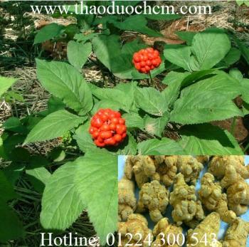 Mua bán củ tam thất bắc tại quận bình thạnh tăng cường miễn dịch cơ thể