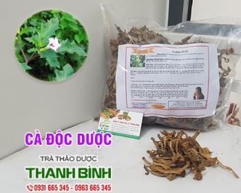 Mua bán cà độc dược tại bình phước có tác dụng trị đau dây thần kinh tọa