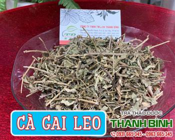Công dụng của cà gai leo - cà gai leo mua tại thảo dược thanh bình