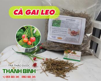 Mua bán cà gai leo tại huyện thanh trì dùng trị phong thấp và sâu răng