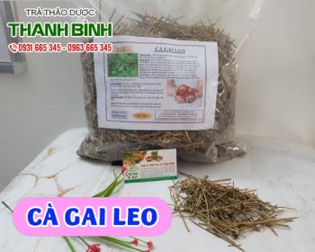 Mua bán cà gai leo tại huyện mê linh ức chế tế bào ung thư gan do virus