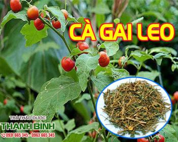 Mua bán cà gai leo ở huyện nhà bè giúp làm giảm da niêm mạc vàng