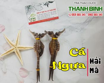 Cá ngựa ngâm rượu - vị thuốc quý cho nam giới và người bị hen phế quản