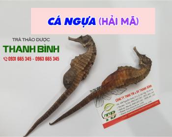 Mua bán cá ngựa tại quận 1 có tác dụng điều hòa thần kinh