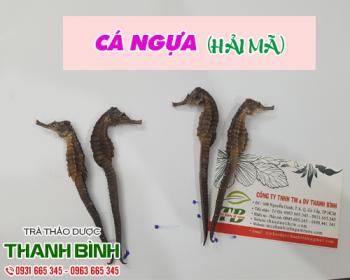 Mua bán cá ngựa ở huyện nhà bè sử dụng tốt cho nam và nữ