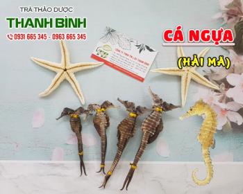 Mua bán cá ngựa tại quận hà đông ngăn ngừa sự hình thành khối u