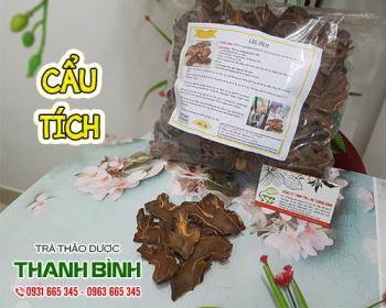 Thảo dược cẩu tích cho chứng nhức mỏi lưng gối
