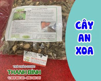 Cách dùng cây an xoa trong việc hỗ trợ điều trị bệnh lý về gan
