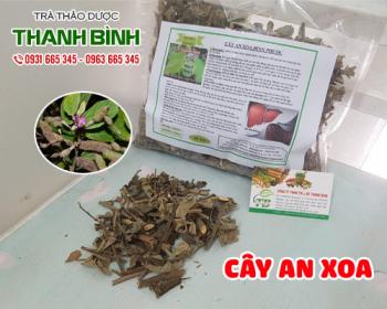 Mua bán cây an xoa tại huyện chương mỹ giúp phòng chống ung thư gan