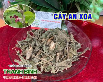 Mua cây an xoa ở đâu tại tphcm ???