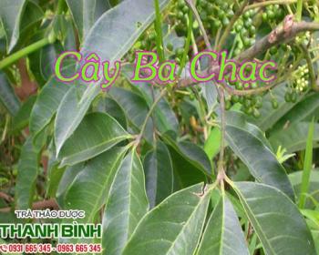 Cây ba chạc [công dụng cách dùng địa chỉ mua bán giá tốt] mua ở đâu?