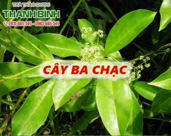 Mua bán cây ba chạc uy tín chất lượng nhất ở đâu ???