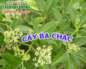 Mua bán cây ba chạc ở quận tân bình sử dụng hỗ trợ tiêu viêm 