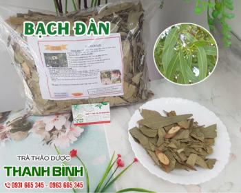 Mua bạch đàn giá rẻ uy tín chất lượng nhất ở đâu?