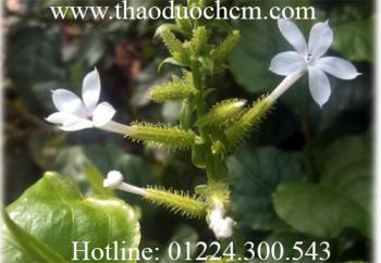 Mua bán bạch hoa xà thiệt thảo tại quận gò vấp  giúp điều trị u bướu tốt nhất