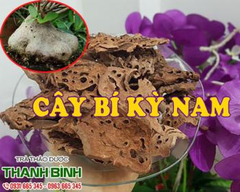 Tác dụng cây bí kỳ nam trong điều trị xơ gan và vàng da hiệu quả nhất