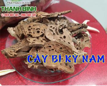 Mua bán cây bí kỳ nam tại quận 9 giảm cảm giác đau bụng và khó chịu