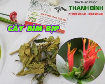 Mua bán cây bìm bịp tại quận 11 trị ngứa ngáy mẩn đỏ ngoài da