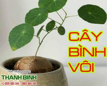 Mua bán cây bình vôi tại quận 3 giúp cải thiện chứng mất ngủ