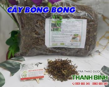 Mua bán cây bòng bong tại quận 1 tốt cho bệnh nhân bị sỏi thận