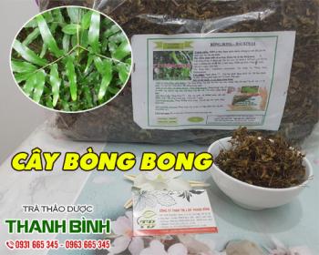 Mua bán cây bòng bong tại tphcm uy tín chất lượng tốt nhất