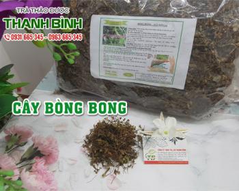 Mua bán cây bòng bong tại huyện ba vì giảm hiện tượng nóng trong người