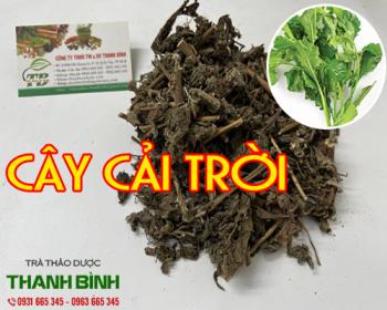 Mua bán cây cải trời ở quận gò vấp giúp thanh nhiệt giải độc thanh can hỏa