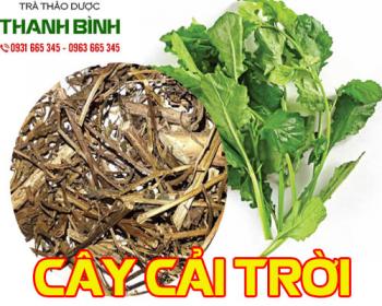 Cây cải trời [hình ảnh công dụng] mua ở đâu giá rẻ ?