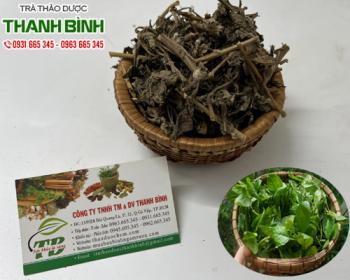 Mua bán cây cải trời tại quận 2 trị hạch bã đậu hạch rò mủ lao hạch 