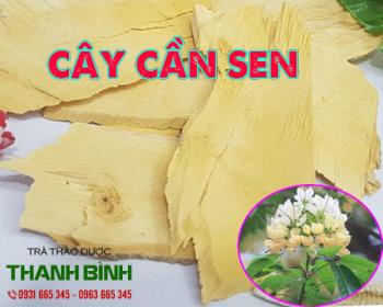 Mua bán cây cần sen ở quận gò vấp hỗ trợ điều trị ho và hen suyễn
