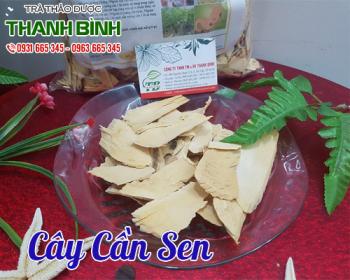 Mua bán cây cần sen ở quận tân bình chữa trị viêm xoang và dạ dày