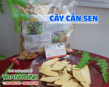 Mua bán cây cần sen tại quận thanh xuân hỗ trợ trị chàm da và ghẻ lở 