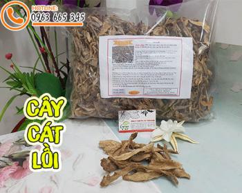 Mua cây cát lồi (cây mía dò) ở đâu tại tphcm ???