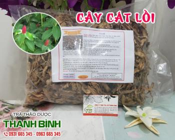 Mua bán cây cát lồi ở quận bình thạnh sử dụng điều trị tiểu buốt