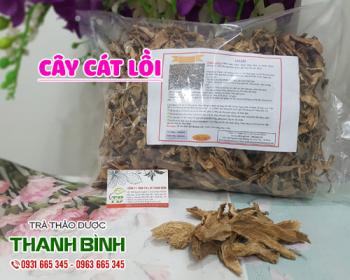 Mua bán cây cát lồi tại quận hoàng mai có tác dụng làm giảm mụn nhọt