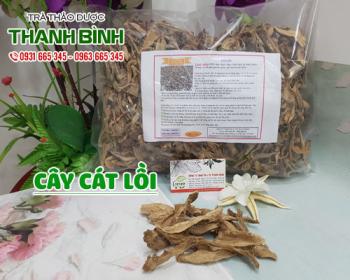 Mua bán cây cát lồi tại huyện thạch thất hỗ trợ trị đau dây thần kinh tọa