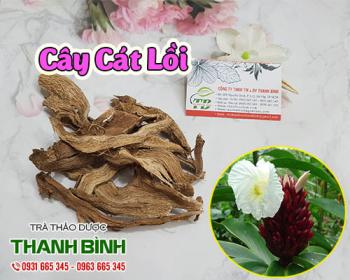Công dụng của cây cát lồi trong điều trị mụn nhọt, nóng trong hiệu quả nhất