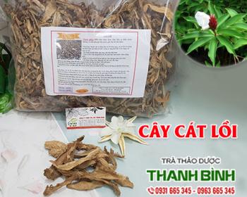 Mua bán cây cát lồi tại hưng yên có tác dụng điều trị nhức mỏi cơ thể