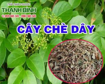Công dụng của chè dây trong chữa bệnh viêm loét dạ dày hiệu quả nhất