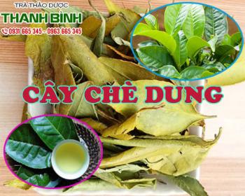 Mua bán cây chè dung tại quận 12 có tác dụng hỗ trợ điều trị đau mắt 